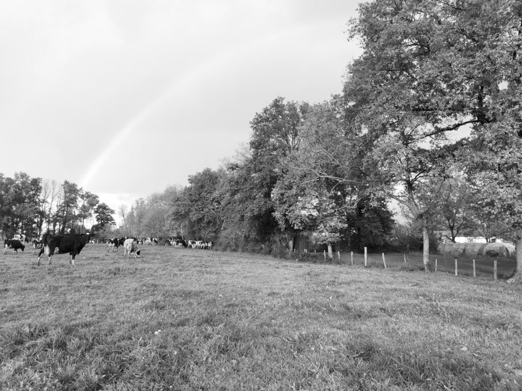 Photographie d'un terrain agricole pour une construction d'une maison en paille dans l'Ain.